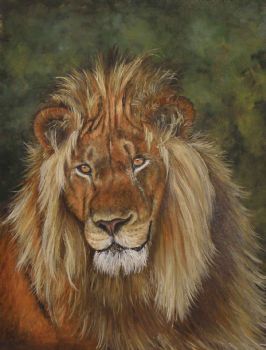 "Addo Lion"