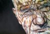 "Old Man"