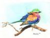 "Lilac Breasted Roller"