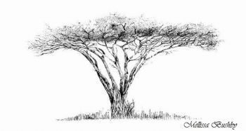 "Acacia Tortillis, Umbrella Thorn"