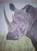 "White Rhino Cow"