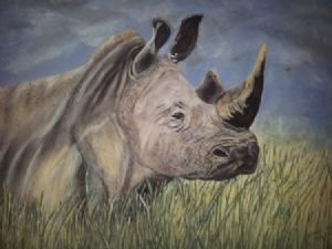"White Rhino Bull"