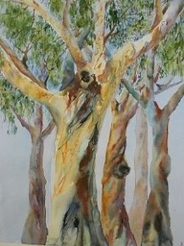 "Gum Trees"