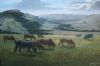 "Grazing cows near Mbashe"