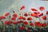 "Red Poppies in Field"