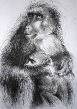"Baboon"