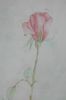 "The Rose"