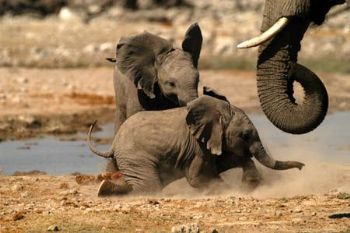 "Baby Elephants"