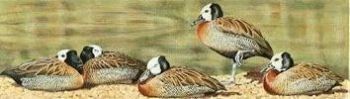 "White-faced Ducks"