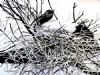 "Sacred Ibis on Nest"