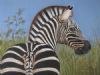 "Zebra on the Plains"