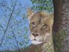 "Lioness in Repose"