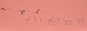 "Pink Splendour"