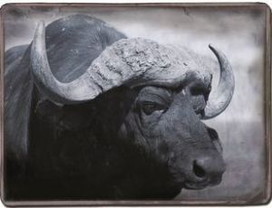 "Buffalo"