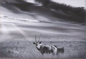 "Gemsbok"
