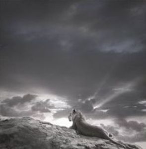 "Lioness on Rock"