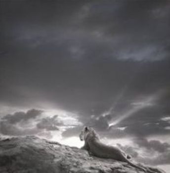 "Lioness on Rock"