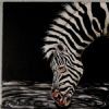 "Drinking Zebra"