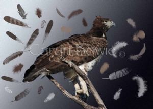 "Martial Eagle"