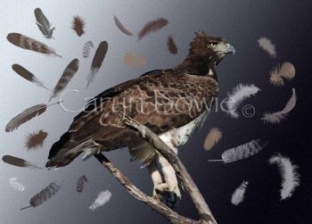 "Martial Eagle"