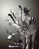 "Zebra "