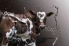 "Nguni Calf"