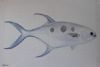 "Large Spotted Pompano"