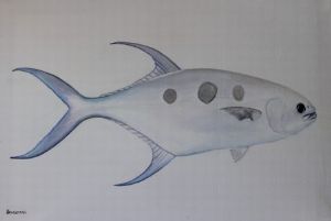 "Large Spotted Pompano"