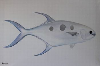"Large Spotted Pompano"