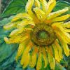 "Sunflower3"
