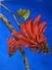 "Coral Tree Flower"