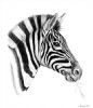 "Zebra Portrait"