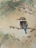 "Brown Hooded Kingfisher"