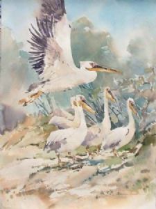 "5 White Pelicans"