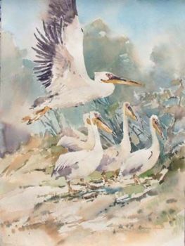 "5 White Pelicans"