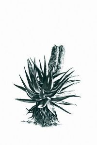 "Aloe 2"