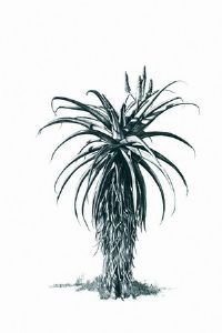 "Aloe 3"