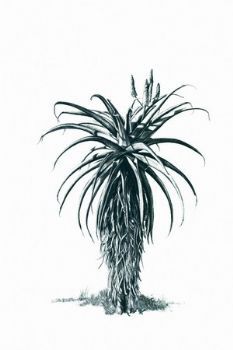 "Aloe 3"