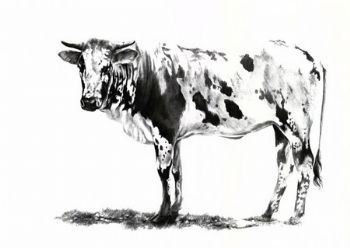 "Nguni 1"