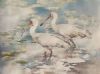 "Two African Spoonbills"