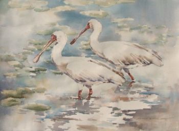 "Two African Spoonbills"