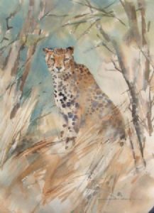 "Cheetah at Sontuli"