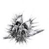 "Seed Pod 2"