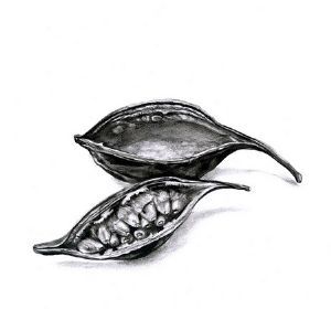 "Seed Pod 5"