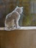"Caspers Window"