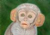 "Baby Monkey - Giclee Print only"
