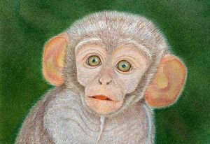 "Baby Monkey - Giclee Print only"
