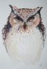 "Staring Owl"
