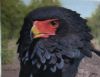 "Bateleur Portrait"