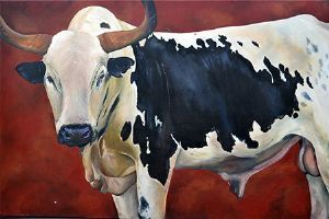 "Nguni Bull"